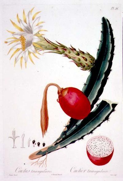 Cactus Triangularis, levy 26 Flore des Antillesin osasta 4, Francois Richard Tussac, julkaistu 1808-27 tekijältä Pierre Antoine (after) Poiteau