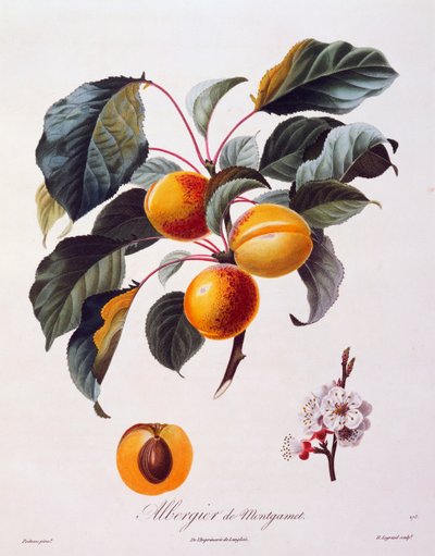 Aprikoosin Albergier De Montgametin hedelmät ja kukat, noin 1846, Pierre-Antoine Poiteaun värillinen kaiverrus Pomolgie Francaisista Ranskasta tekijältä Pierre Antoine (after) Poiteau