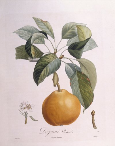 Päärynä "Doyenné roux" Henry Louis Duhamel du Monceau, Pierre Antoine Poiteaun kasvitieteellinen levy tekijältä Pierre Antoine (after) Poiteau