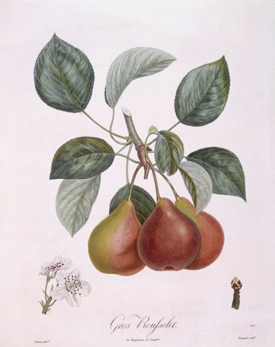 Päärynä "Gros Rousselet" Henry Louis Duhamel du Monceau, Pierre Antoine Poiteaun kasvitieteellinen levy tekijältä Pierre Antoine (after) Poiteau