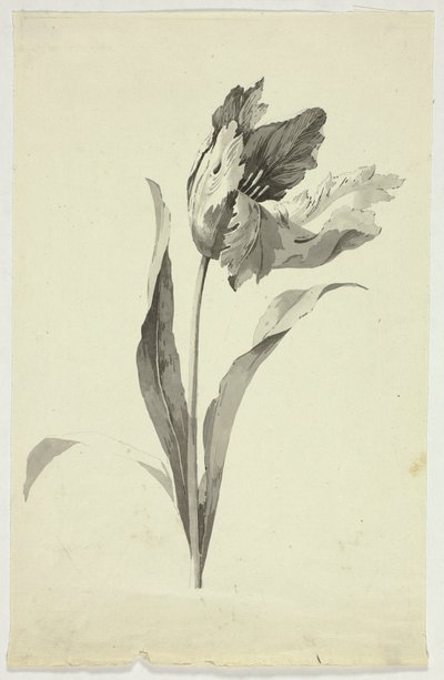Tulip tekijältä Pierre Antoine Mongin