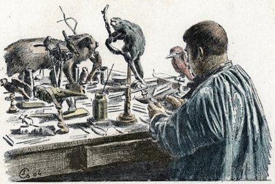 Taksidermia: Taksidermistin pehmustetut eläimet työpajassaan Kaiverrus retkistä a travers les metiers”, Pierre Calmette Collection privee tekijältä Pierre Calmettes
