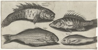 Bockfish, ahven, goby ja tuntematon kala Kalastus (sarjan nimi) Piscivm vivae -kuvakkeet (sarjan nimi) tekijältä Pierre Firens