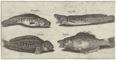 Haarukkaturska, turska, sarvimainen blenny ja musta kala Kalastus (sarjan nimi) Piscivm vivae -kuvakkeet (sarjan nimi) tekijältä Pierre Firens