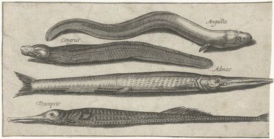 Nokkakala, piippukala, ankerias ja ankerias Kalastus (sarjan nimi) Piscium vivae -kuvakkeet (sarjan nimi) tekijältä Pierre Firens