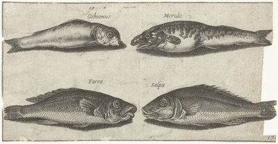 Goby, bogo, valkoturska ja toinen kala Kalastus (sarjan nimi) Piscivm vivae -kuvakkeet (sarjan nimi) tekijältä Pierre Firens