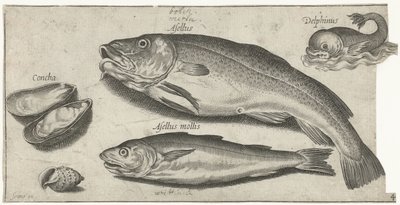 Turska, valkoturska, delfiini ja simpukat Kalastus (sarjan nimi) Piscium vivae -kuvakkeet (sarjan nimi) tekijältä Pierre Firens
