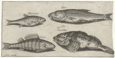Karppi, minnow, monni ja ahven Kalastus (sarjan nimi) Piscium vivae -kuvakkeet (sarjan nimi) tekijältä Pierre Firens