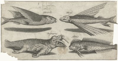 Lentävä murina, pala, blenny ja mursu Kalastus (sarjan nimi) Piscivm vivae -kuvakkeet (sarjan nimi) tekijältä Pierre Firens