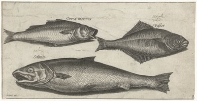 Llobarro, llenguado i un salmó Pesca (títol de la sèrie) Acabat d