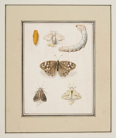 Perhosia, yöperhosia ja toukkia, n. 1755-65 (akvarelli paperille) tekijältä Pierre Francois Ledoulx