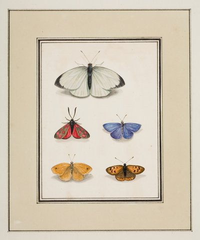 Perhoset, n. 1755-65 (akvarelli paperille) tekijältä Pierre Francois Ledoulx