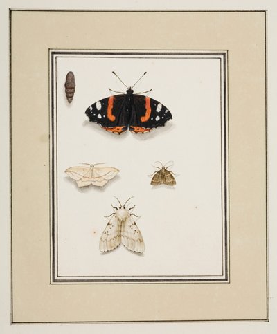 Perhoset, n. 1755-65 (akvarelli paperille) tekijältä Pierre Francois Ledoulx