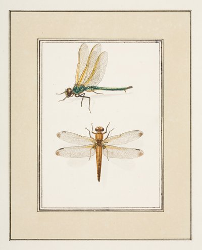 Sudenkorennot, n. 1755-65 (akvarelli paperille) tekijältä Pierre Francois Ledoulx