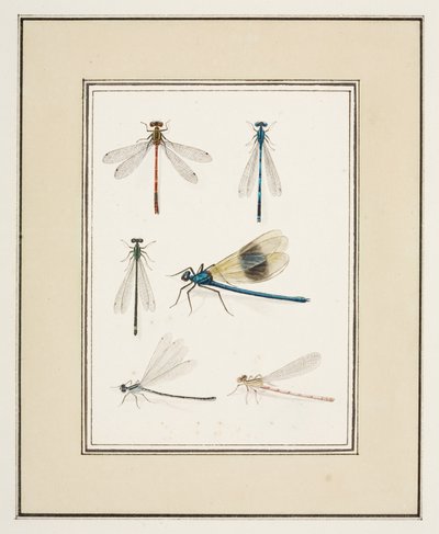 Sudenkorennot, n. 1755-65 (akvarelli paperille) tekijältä Pierre Francois Ledoulx