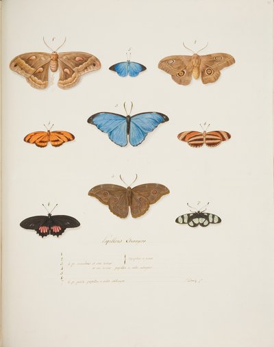 Ulkomaiset perhoset, n. 1755-65 (akvarelli paperille) tekijältä Pierre Francois Ledoulx