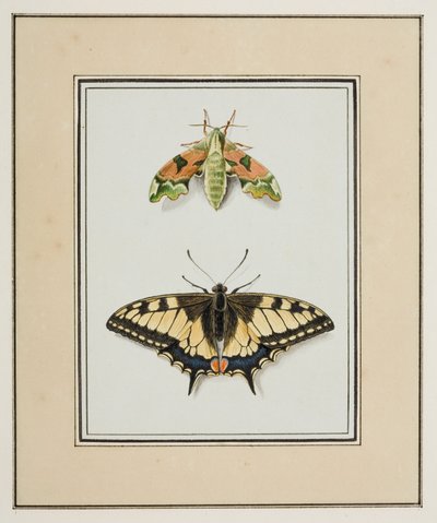 Hawk Moth ja Old World Swallowtail Butterfly, n. 1755-65 (akvarelli paperille) tekijältä Pierre Francois Ledoulx