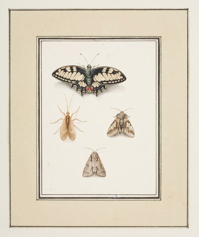 Swallowtail Butterfly, Mayfly ja Two Moths, n. 1755-65 (akvarelli paperille) tekijältä Pierre Francois Ledoulx