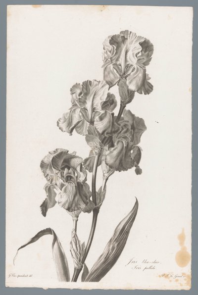Dalmaattinen iiris Vaaleansininen iiris / Iris pallida (otsikko esineessä) Luonnosta piirrettyjä kukkia (...) (sarjan nimi) tekijältä Pierre François Legrand