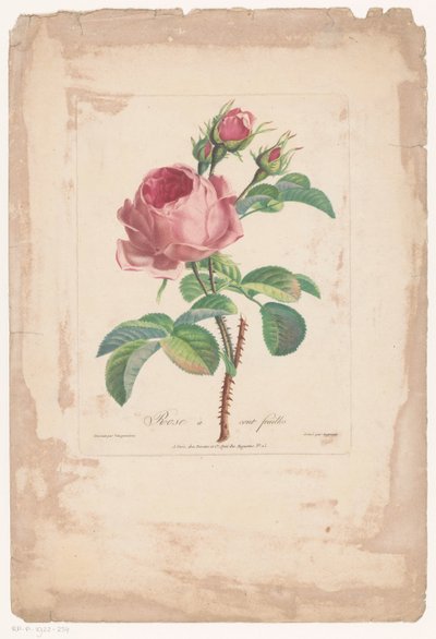 Honderdbladige roos Hundred Leaf Rose (otsikko esineessä) tekijältä Pierre François Legrand
