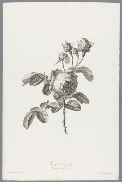 Honderdbladige roos Satalehtinen ruusu / Rosa centifolia L. (otsikko esineessä) Luonnosta piirrettyjä kukkia (...) (sarjan nimi) tekijältä Pierre François Legrand