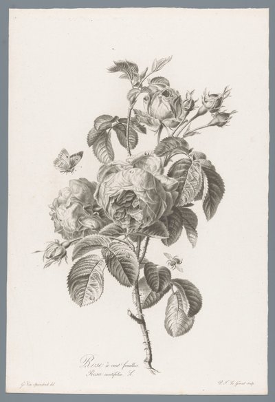 Honderdbladige roos Satalehtinen ruusu / Rosa centifolia L. (otsikko esineessä) Luonnosta piirrettyjä kukkia (...) (sarjan nimi) tekijältä Pierre François Legrand