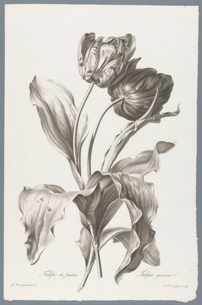 tulp Garden Tulip / Tulipa gesneriana L. (otsikko esineessä) Luonnosta piirrettyjä kukkia (...) (sarjan nimi) tekijältä Pierre François Legrand