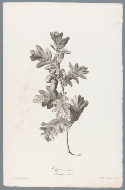 Zomerik Tammi / Quercus robur L. (otsikko esineessä) Luonnosta piirrettyjä kukkia (...) (sarjan nimi) tekijältä Pierre François Legrand