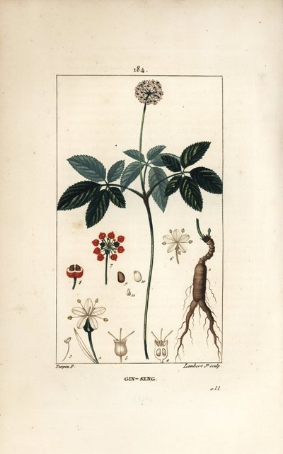 Amerikkalainen ginseng ou a cinq -lehtiset - Ginseng, Panax quinquefolium, kukka, lehti, siemen ja juuri. Lambert Juniorin käsinvärinen pistekuparikaiverrus Pierre Jean-Francois Turpinin piirustuksesta Chaumetonista, Poiret