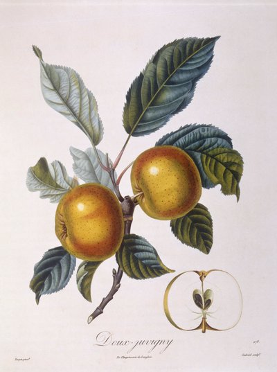 Omena "Doux-Juvigny" Henry Louis Duhamel du Monceau, Pierre Jean Francois Turpinin kasvitieteellinen levy tekijältä Pierre Jean Francois Turpin
