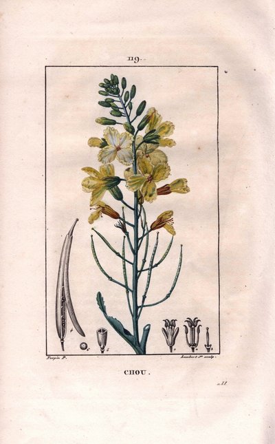 Kasvitieteellinen: kaalin kukka - Kaali, Brassica oleracea. Lambertin käsinvärinen pistekuparikaiverrus Pierre Jean-Francois Turpinin piirroksesta Chaumetonista, Poiret