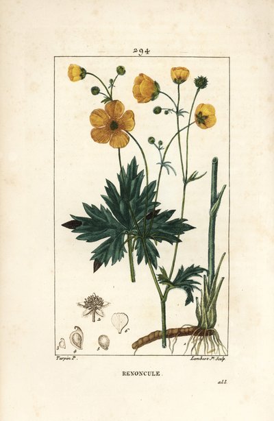 Buttercup - Pystyvarsijalka, Ranunculus acris, kukka, lehti, varsi ja juuri. Lambert Juniorin käsinvärinen pistekuparikaiverrus Pierre Jean-Francois Turpinin piirustuksesta Chaumetonista, Poiret