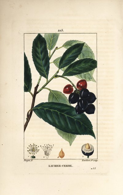 Kirsikkalaakerit - Kirsikkalaakerit, Prunus laurocerasus, lehtiä, hedelmiä ja siemeniä. Lambert Juniorin käsinvärinen pistekuparikaiverrus Pierre Jean-Francois Turpinin piirroksesta Chaumetonista, Poiret