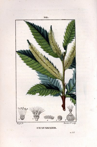 Kastanjan oksa - Makea kastanjapuu, Castanea sylvestris. Lambert Juniorin käsinvärinen pistekuparikaiverrus Pierre Jean-Francois Turpinin piirustuksesta Chaumetonista, Poiret