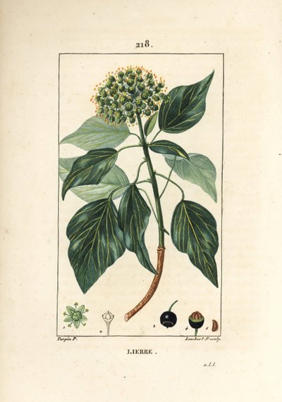 Climbing Ivy - Harvinainen muratti, Hedera helix. Lambert Juniorin käsinvärinen pistekuparikaiverrus Pierre Jean-Francois Turpinin piirustuksesta Chaumetonista, Poiret