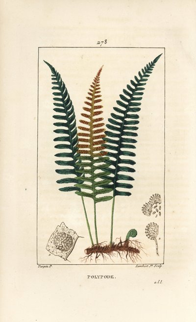 Common Polypod - Polypody saniainen, Polypodium vulgare, jossa on lehtiä, siemeniä ja juuria. Lambert Juniorin käsinvärinen pistekuparikaiverrus Pierre Jean-Francois Turpinin piirustuksesta Chaumetonista, Poiret