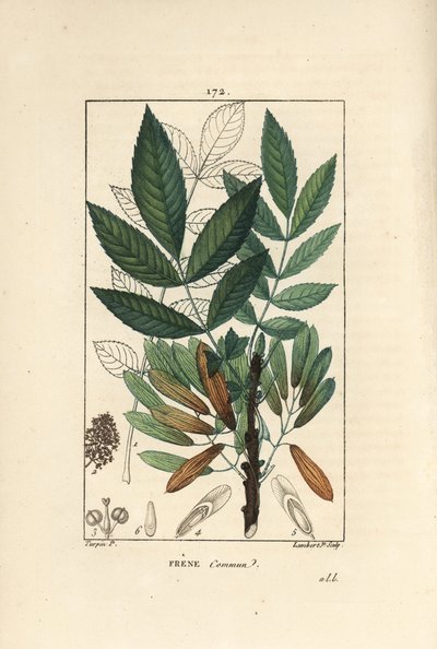 Harvinainen saarni tai saarnipiippu - Tuhkapuu, Fraxinus excelsior, jossa näkyy oksa, lehdet, siemenet ja lehti ääriviivattuna. Lambert Juniorin käsinvärinen pistekuparikaiverrus Pierre Jean-Francois Turpinin piirroksesta Chaumetonista, Poiret