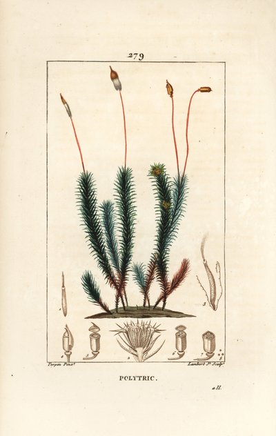 Common polytrichum (vaahto) - Common haircap sammal, Common polytrichum. Lambert Juniorin käsinvärinen pistekuparikaiverrus Pierre Jean-Francois Turpinin piirustuksesta Chaumetonista, Poiret