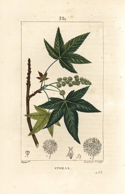 Copalm of America tai Liquidambar - Storax tai nestemäinen meripihka, Liquidambar styraciflua. Lambert Juniorin käsinvärinen pistekuparikaiverrus Pierre Jean-Francois Turpinin piirustuksesta Chaumetonista, Poiret