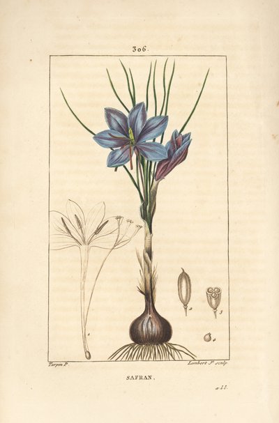 Crocus - Sahramikrookus, Crocus sativus, jossa näkyy kukka, lehti, varsi, sipuli ja stigma. Lambert Juniorin käsinvärinen pistekuparikaiverrus Pierre Jean-Francois Turpinin piirustuksesta Chaumetonista, Poiret