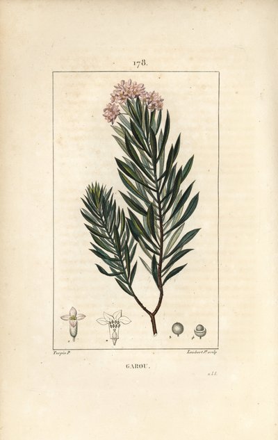 Daphne garou, Thymele tai Saint Bois - Spurge pellava, Daphne gnidium. Lambert Juniorin käsinvärinen pistekuparikaiverrus Pierre Jean-Francois Turpinin piirustuksesta Chaumetonista, Poiret