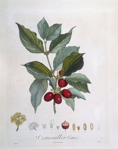 European Cornel (Cornus mas), Henry Louis Duhamel du Monceau, kasvitieteellinen levy Pierre Jean Francois Turpin tekijältä Pierre Jean Francois Turpin