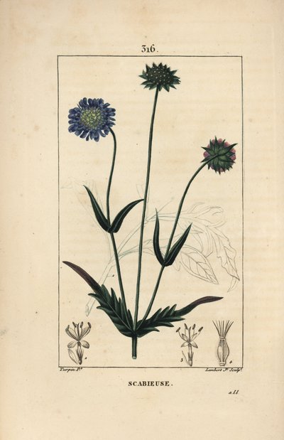 Field scabie tai field scabieuse - Peltomurska, Knautia arvensis, jossa kukka, lehti, varsi, siemen ja lehti ääriviivat. Lambert Juniorin käsinvärinen pistekuparikaiverrus Pierre Jean-Francois Turpinin piirustuksesta Chaumetonista, Poiret