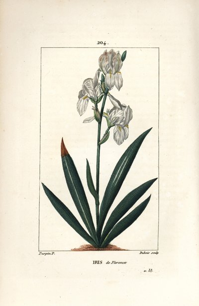 Firenzen iiris, Firenzen iiris - Firenzen iiris, Iris florentina, kukka ja lehti. Dubois