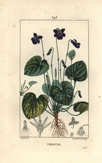 Tuoksuvioletti - Makea violetti, Viola odorata, kukka, lehti, varsi ja juuret. Lambert Juniorin käsinvärinen pistekuparikaiverrus Pierre Jean-Francois Turpinin piirroksesta Chaumetonista, Poiret