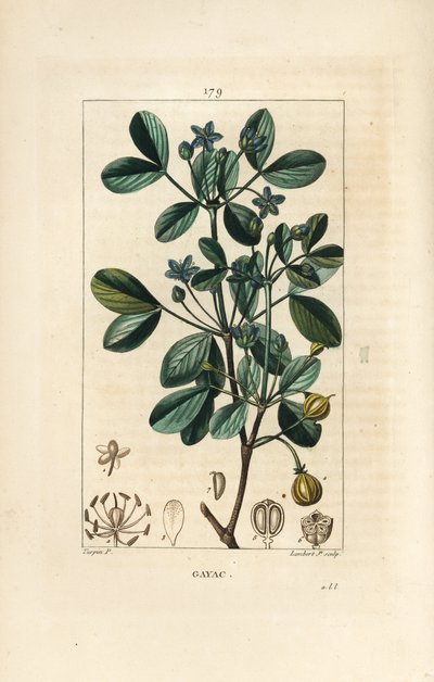 Gaiac tai pyhä puu, elämän puu - Guaiacum, Guajacum officinale. Lambert Juniorin käsinvärinen pistekuparikaiverrus Pierre Jean-Francois Turpinin piirustuksesta Chaumetonista, Poiret