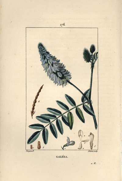 Galega - Vuohenrue, Galega officinalis, kukka, lehti ja siemen. Dubois