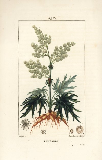 Puutarharaparperi - Raparperi, Rheum rhabarbarum (Rheum palmatum), kukka, varsi, lehti, siemen ja juuri. Lambert Juniorin käsinvärinen pistekuparikaiverrus Pierre Jean-Francois Turpinin piirroksesta Chaumetonista, Poiret