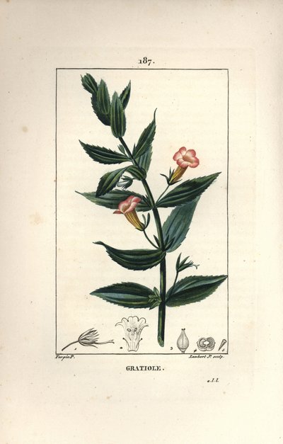 Gratiole officinale tai Grace de dieu, Grace au köyhä mies, Petite digitale - Hedge-iisopit, Gratiola officinalis. Lambert Juniorin käsinvärinen pistekuparikaiverrus Pierre Jean-Francois Turpinin piirustuksesta Chaumetonista, Poiret