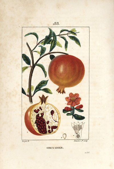 Grenadier - Granaattiomenapuu, Punica granatum, jossa on lehtiä, kukkia, hedelmiä ja hedelmiä, joissa näkyy siemeniä. Lambert Juniorin käsinvärinen pistekuparikaiverrus Pierre Jean-Francois Turpinin piirustuksesta Chaumetonista, Poiret